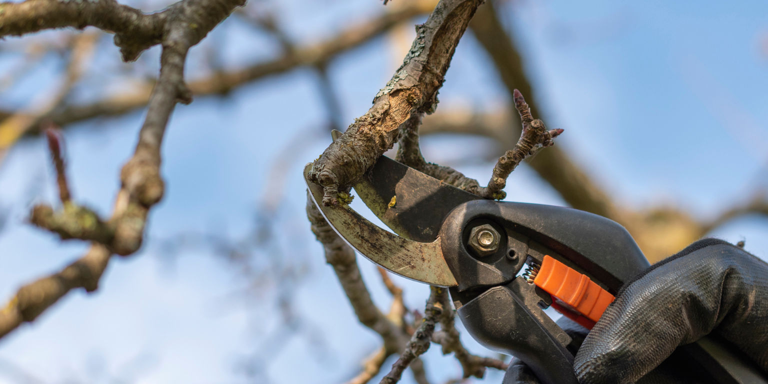 Gartenschere schneidet Ast