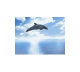 Dolphin Dreams Screensaver 5.05