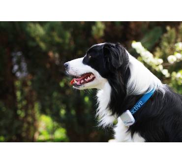 Produktbild Tractive GPS Pet Tracking