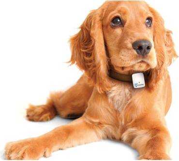 Produktbild Tractive GPS Pet Tracking