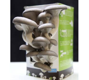 Produktbild Chido‘s Mushrooms Dein kleiner Pilzgarten (Austernpilz)