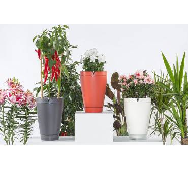 Produktbild Parrot Pot