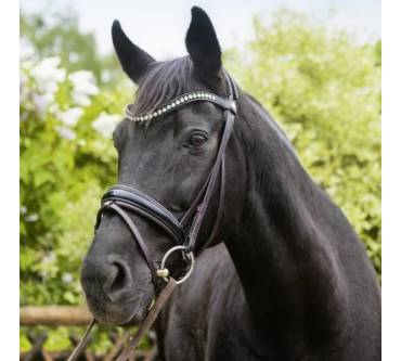 Produktbild dt saddlery Trensenzaum Uta Gräf