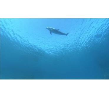 Produktbild Blu-ray Dolphins in the Deep Blue Ocean