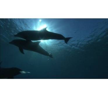 Produktbild Blu-ray Dolphins in the Deep Blue Ocean