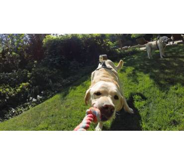 Produktbild GoPro Fetch