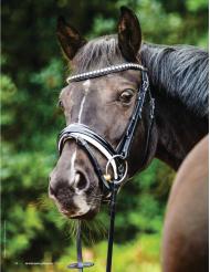 Mein Pferd: Täglicher Kopfschmuck (Ausgabe: 11)