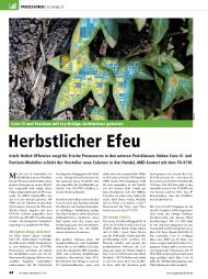 PC Games Hardware: Herbstlicher Efeu (Ausgabe: 11)